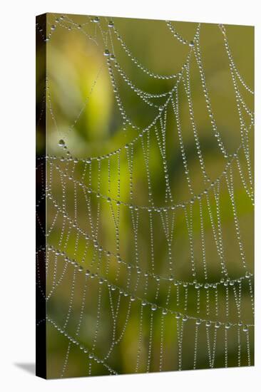 Web of an Orb-Weaving Spider, Perhaps Argiope Sp., in Dew, North Guilford, Connecticut, USA-Lynn M^ Stone-Stretched Canvas