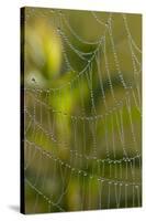 Web of an Orb-Weaving Spider, Perhaps Argiope Sp., in Dew, North Guilford, Connecticut, USA-Lynn M^ Stone-Stretched Canvas