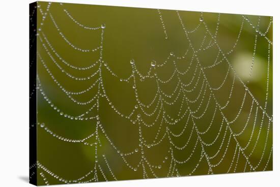 Web of an Orb-Weaving Spider, Perhaps Argiope Sp., in Dew, North Guilford, Connecticut, USA-Lynn M^ Stone-Stretched Canvas