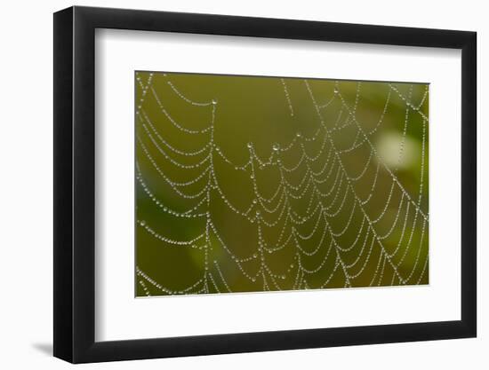 Web of an Orb-Weaving Spider, Perhaps Argiope Sp., in Dew, North Guilford, Connecticut, USA-Lynn M^ Stone-Framed Premium Photographic Print