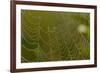 Web of an Orb-Weaving Spider, Perhaps Argiope Sp., in Dew, North Guilford, Connecticut, USA-Lynn M^ Stone-Framed Photographic Print