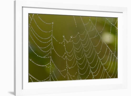Web of an Orb-Weaving Spider, Perhaps Argiope Sp., in Dew, North Guilford, Connecticut, USA-Lynn M^ Stone-Framed Photographic Print