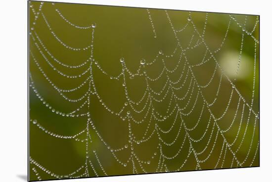 Web of an Orb-Weaving Spider, Perhaps Argiope Sp., in Dew, North Guilford, Connecticut, USA-Lynn M^ Stone-Mounted Photographic Print
