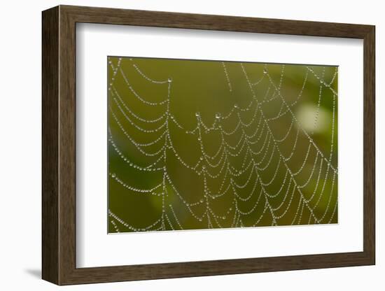 Web of an Orb-Weaving Spider, Perhaps Argiope Sp., in Dew, North Guilford, Connecticut, USA-Lynn M^ Stone-Framed Photographic Print