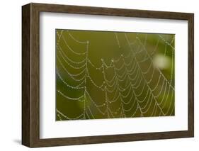 Web of an Orb-Weaving Spider, Perhaps Argiope Sp., in Dew, North Guilford, Connecticut, USA-Lynn M^ Stone-Framed Photographic Print