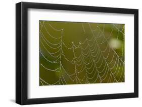 Web of an Orb-Weaving Spider, Perhaps Argiope Sp., in Dew, North Guilford, Connecticut, USA-Lynn M^ Stone-Framed Photographic Print