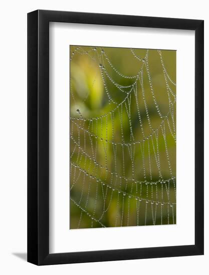 Web of an Orb-Weaving Spider, Perhaps Argiope Sp., in Dew, North Guilford, Connecticut, USA-Lynn M^ Stone-Framed Photographic Print