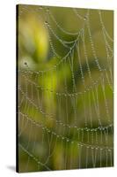 Web of an Orb-Weaving Spider, Perhaps Argiope Sp., in Dew, North Guilford, Connecticut, USA-Lynn M^ Stone-Stretched Canvas