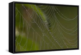 Web of an Orb-Weaving Spider, Probably Argiope Sp., in Dew, North Guilford, Connecticut, USA-Lynn M^ Stone-Framed Stretched Canvas