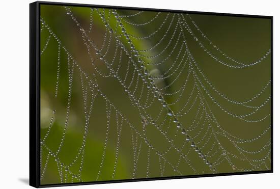 Web of an Orb-Weaving Spider, Probably Argiope Sp., in Dew, North Guilford, Connecticut, USA-Lynn M^ Stone-Framed Stretched Canvas