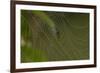 Web of an Orb-Weaving Spider, Probably Argiope Sp., in Dew, North Guilford, Connecticut, USA-Lynn M^ Stone-Framed Photographic Print