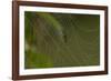 Web of an Orb-Weaving Spider, Probably Argiope Sp., in Dew, North Guilford, Connecticut, USA-Lynn M^ Stone-Framed Photographic Print