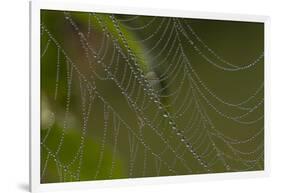 Web of an Orb-Weaving Spider, Probably Argiope Sp., in Dew, North Guilford, Connecticut, USA-Lynn M^ Stone-Framed Photographic Print