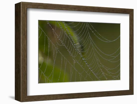 Web of an Orb-Weaving Spider, Probably Argiope Sp., in Dew, North Guilford, Connecticut, USA-Lynn M^ Stone-Framed Photographic Print