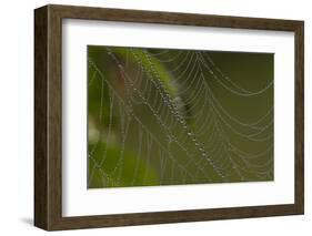 Web of an Orb-Weaving Spider, Probably Argiope Sp., in Dew, North Guilford, Connecticut, USA-Lynn M^ Stone-Framed Photographic Print