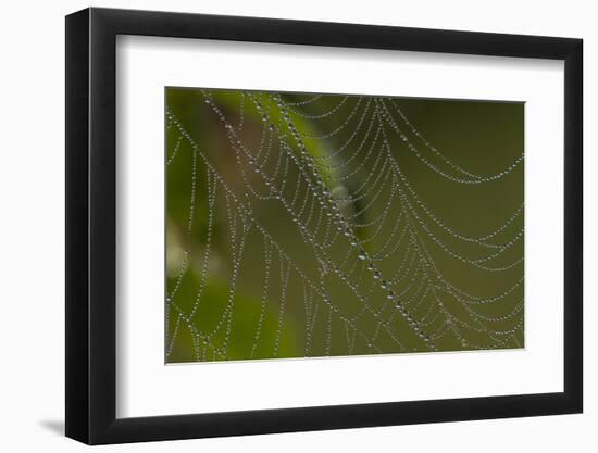 Web of an Orb-Weaving Spider, Probably Argiope Sp., in Dew, North Guilford, Connecticut, USA-Lynn M^ Stone-Framed Photographic Print