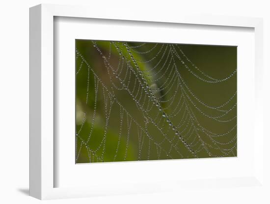 Web of an Orb-Weaving Spider, Probably Argiope Sp., in Dew, North Guilford, Connecticut, USA-Lynn M^ Stone-Framed Photographic Print