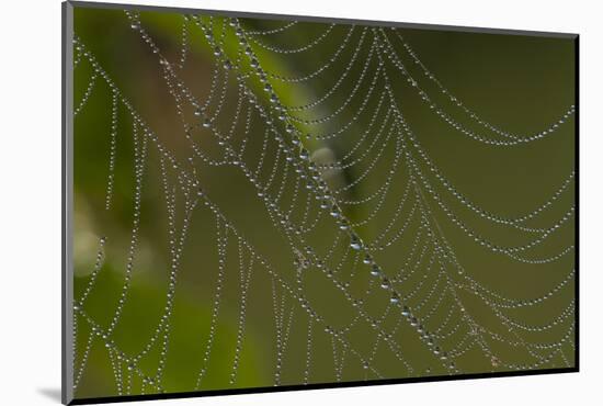 Web of an Orb-Weaving Spider, Probably Argiope Sp., in Dew, North Guilford, Connecticut, USA-Lynn M^ Stone-Mounted Photographic Print