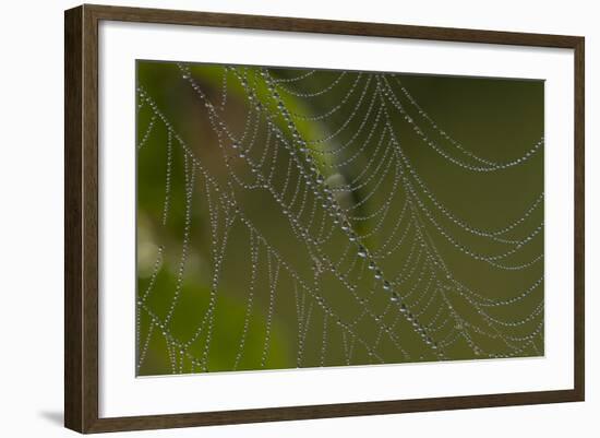 Web of an Orb-Weaving Spider, Probably Argiope Sp., in Dew, North Guilford, Connecticut, USA-Lynn M^ Stone-Framed Photographic Print