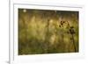 Web Of Dew-Michael Blanchette Photography-Framed Giclee Print