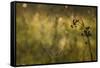 Web Of Dew-Michael Blanchette Photography-Framed Stretched Canvas