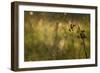 Web Of Dew-Michael Blanchette Photography-Framed Giclee Print