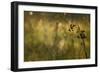 Web Of Dew-Michael Blanchette Photography-Framed Giclee Print