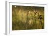 Web Of Dew-Michael Blanchette Photography-Framed Giclee Print