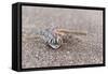 Webfooted Gecko (Palmatogecko Rangei), Namib Desert, Namibia, Africa-Ann and Steve Toon-Framed Stretched Canvas