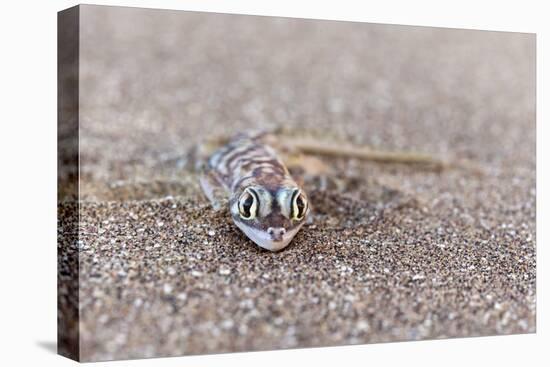 Webfooted Gecko (Palmatogecko Rangei), Namib Desert, Namibia, Africa-Ann and Steve Toon-Stretched Canvas
