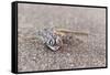 Webfooted Gecko (Palmatogecko Rangei), Namib Desert, Namibia, Africa-Ann and Steve Toon-Framed Stretched Canvas