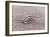 Webfooted Gecko (Palmatogecko Rangei), Namib Desert, Namibia, Africa-Ann and Steve Toon-Framed Photographic Print