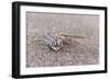 Webfooted Gecko (Palmatogecko Rangei), Namib Desert, Namibia, Africa-Ann and Steve Toon-Framed Photographic Print
