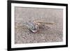 Webfooted Gecko (Palmatogecko Rangei), Namib Desert, Namibia, Africa-Ann and Steve Toon-Framed Photographic Print