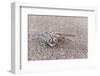 Webfooted Gecko (Palmatogecko Rangei), Namib Desert, Namibia, Africa-Ann and Steve Toon-Framed Photographic Print