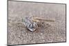 Webfooted Gecko (Palmatogecko Rangei), Namib Desert, Namibia, Africa-Ann and Steve Toon-Mounted Photographic Print