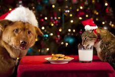 Cat And Dog Taking Over Santa'S Cookies And Milk-websubstance-Photographic Print