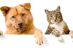 Dog and Cat up and close on the Camera-websubstance-Photographic Print