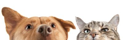 Dog and Cat up and close on the Camera-websubstance-Photographic Print