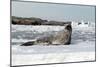 Weddel Seal, Antarctica-Natalie Tepper-Mounted Photo