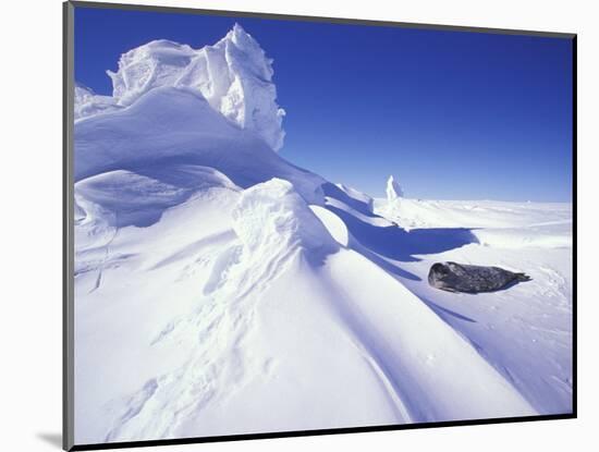 Weddell Fur Seal and Ice Formations, Antarctica-William Sutton-Mounted Photographic Print