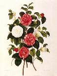 Rose and Camelias-Weddell-Stretched Canvas