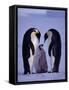 Weddell Sea, Riiser-Larsen Ice Shelf, Emperor Penguins and Chick, Antarctica-Allan White-Framed Stretched Canvas