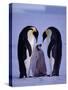 Weddell Sea, Riiser-Larsen Ice Shelf, Emperor Penguins and Chick, Antarctica-Allan White-Stretched Canvas