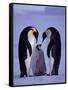 Weddell Sea, Riiser-Larsen Ice Shelf, Emperor Penguins and Chick, Antarctica-Allan White-Framed Stretched Canvas