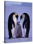 Weddell Sea, Riiser-Larsen Ice Shelf, Emperor Penguins and Chick, Antarctica-Allan White-Stretched Canvas