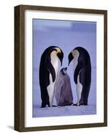 Weddell Sea, Riiser-Larsen Ice Shelf, Emperor Penguins and Chick, Antarctica-Allan White-Framed Photographic Print