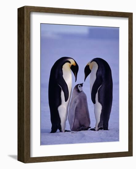 Weddell Sea, Riiser-Larsen Ice Shelf, Emperor Penguins and Chick, Antarctica-Allan White-Framed Photographic Print