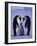 Weddell Sea, Riiser-Larsen Ice Shelf, Emperor Penguins and Chick, Antarctica-Allan White-Framed Photographic Print