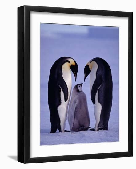 Weddell Sea, Riiser-Larsen Ice Shelf, Emperor Penguins and Chick, Antarctica-Allan White-Framed Photographic Print